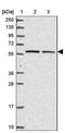 Kelch Like Family Member 3 antibody, PA5-62369, Invitrogen Antibodies, Western Blot image 