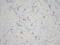 CD16 antibody, AM26063PU-N, Origene, Immunohistochemistry paraffin image 