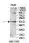 Lysophosphatidylglycerol Acyltransferase 1 antibody, orb221116, Biorbyt, Western Blot image 