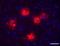 beta-Amyloid, 1-16 antibody, 803019, BioLegend, Immunohistochemistry paraffin image 