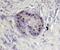 Aristaless Related Homeobox antibody, AF7068, R&D Systems, Immunohistochemistry frozen image 