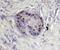 Aristaless Related Homeobox antibody, AF7068, R&D Systems, Immunohistochemistry frozen image 