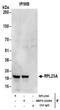Ribosomal Protein L23a antibody, NBP2-22284, Novus Biologicals, Immunoprecipitation image 