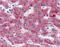 C1NH antibody, 51-889, ProSci, Immunohistochemistry frozen image 