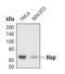 Stress Induced Phosphoprotein 1 antibody, PA5-17193, Invitrogen Antibodies, Western Blot image 