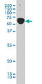 TRAF3 Interacting Protein 2 antibody, LS-B5448, Lifespan Biosciences, Western Blot image 