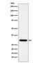 Glutamate-Cysteine Ligase Modifier Subunit antibody, M02948, Boster Biological Technology, Western Blot image 