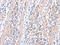 Actin Related Protein 3B antibody, CSB-PA271275, Cusabio, Immunohistochemistry frozen image 