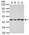Thymic stromal cotransporter protein antibody, NBP2-15147, Novus Biologicals, Western Blot image 