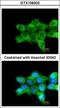 Collagen Type IV Alpha 3 Binding Protein antibody, GTX108303, GeneTex, Immunofluorescence image 