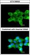 GPBP antibody, GTX108303, GeneTex, Immunofluorescence image 