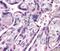 Roundabout homolog 4 antibody, NB110-58778, Novus Biologicals, Immunohistochemistry frozen image 