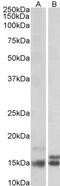 Neurogranin antibody, PA5-19209, Invitrogen Antibodies, Western Blot image 