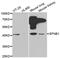 Ephrin B1 antibody, MBS129468, MyBioSource, Western Blot image 