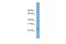 Chromosome 5 Open Reading Frame 24 antibody, PA5-69893, Invitrogen Antibodies, Western Blot image 