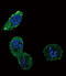 Defensin Beta 1 antibody, abx026011, Abbexa, Flow Cytometry image 