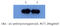 Serpin Family A Member 3 antibody, AM26410PU-L, Origene, Western Blot image 