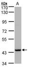 Peroxisomal Biogenesis Factor 13 antibody, LS-B8906, Lifespan Biosciences, Western Blot image 