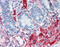 Filamin A antibody, 51-952, ProSci, Enzyme Linked Immunosorbent Assay image 