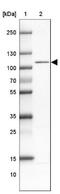 WW Domain Binding Protein 11 antibody, NBP2-38551, Novus Biologicals, Western Blot image 