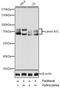 Lamin A/C antibody, 13-106, ProSci, Western Blot image 