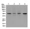 Ornithine Decarboxylase 1 antibody, ab126590, Abcam, Western Blot image 