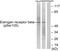 Estrogen Receptor 2 antibody, PA5-38488, Invitrogen Antibodies, Western Blot image 