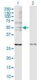 WASP Like Actin Nucleation Promoting Factor antibody, H00008976-D01P, Novus Biologicals, Western Blot image 