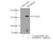 CORS3 antibody, 55160-1-AP, Proteintech Group, Immunoprecipitation image 