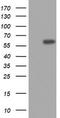 DNA Topoisomerase II Alpha antibody, LS-C336588, Lifespan Biosciences, Western Blot image 