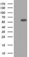 DNA Topoisomerase II Alpha antibody, LS-C336588, Lifespan Biosciences, Western Blot image 