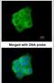 Keratin 13 antibody, PA5-22065, Invitrogen Antibodies, Immunofluorescence image 