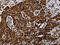 NADH dehydrogenase [ubiquinone] 1 alpha subcomplex subunit 4 antibody, CSB-PA273795, Cusabio, Immunohistochemistry frozen image 