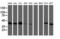 Tubulin Folding Cofactor C antibody, LS-C173937, Lifespan Biosciences, Western Blot image 