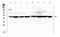 Splicing Factor 3b Subunit 4 antibody, A06414-1, Boster Biological Technology, Western Blot image 