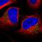 L37mt antibody, PA5-55274, Invitrogen Antibodies, Immunofluorescence image 