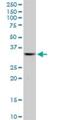 TRNA-Histidine Guanylyltransferase 1 Like antibody, H00054974-B01P, Novus Biologicals, Western Blot image 