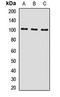 Insulin Receptor Related Receptor antibody, orb411665, Biorbyt, Western Blot image 