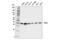 RNA-binding protein Raly antibody, 71567S, Cell Signaling Technology, Western Blot image 