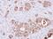 D-Dopachrome Tautomerase antibody, NBP1-33461, Novus Biologicals, Immunohistochemistry paraffin image 