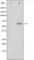 Dihydropyrimidinase Like 2 antibody, abx010603, Abbexa, Western Blot image 