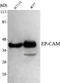 Epithelial Cell Adhesion Molecule antibody, STJ98490, St John