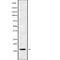 Protein Phosphatase 1 Regulatory Inhibitor Subunit 14B antibody, abx217806, Abbexa, Western Blot image 