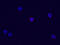 CD69 Molecule antibody, MAB23861, R&D Systems, Immunofluorescence image 