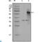 Nuclear Receptor Coactivator 3 antibody, LS-C812818, Lifespan Biosciences, Western Blot image 