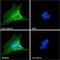 ATP Binding Cassette Subfamily A Member 4 antibody, GTX88710, GeneTex, Immunocytochemistry image 