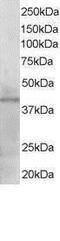 Kruppel Like Factor 3 antibody, PA1-31313, Invitrogen Antibodies, Western Blot image 