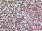 CD200 Molecule antibody, A01512-2, Boster Biological Technology, Immunohistochemistry frozen image 