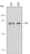 Neurofibromin 2 antibody, AF5616, R&D Systems, Western Blot image 