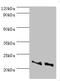 Anti-Silencing Function 1A Histone Chaperone antibody, orb353549, Biorbyt, Western Blot image 